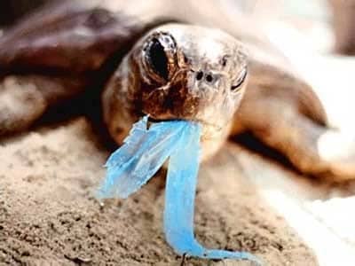 Photo Courtesy | CR4.GLOBALSPEC.COMA sea turtle with a plastic bag in its mouth.