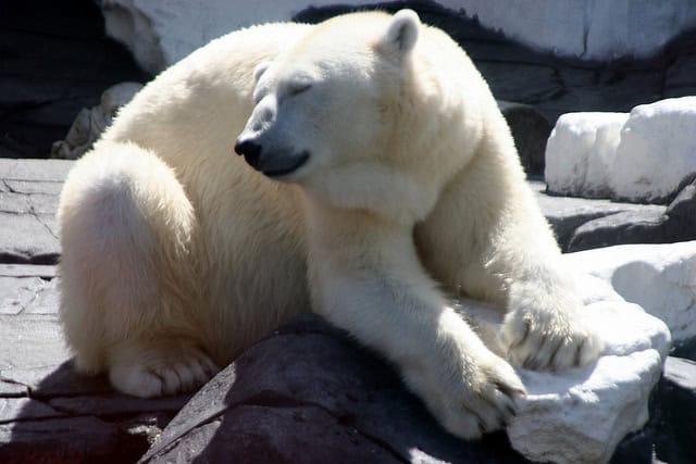 polar bear